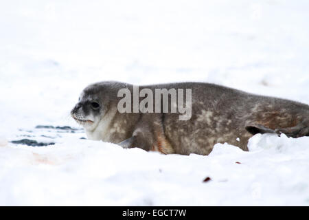 Le guarnizioni di tenuta di Weddell (Leptonychotes weddellii). Giovane cucciolo sdraiato sul mare di ghiaccio. Le guarnizioni di tenuta di Weddell sono nati singolarmente. Essi hanno bene i capelli morbidi (la Foto Stock