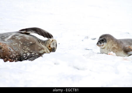 Le guarnizioni di tenuta di Weddell (Leptonychotes weddellii). Madre e pup giacente sul mare di ghiaccio. Le guarnizioni di tenuta di Weddell sono nati singolarmente. Essi hanno morbide hai Foto Stock