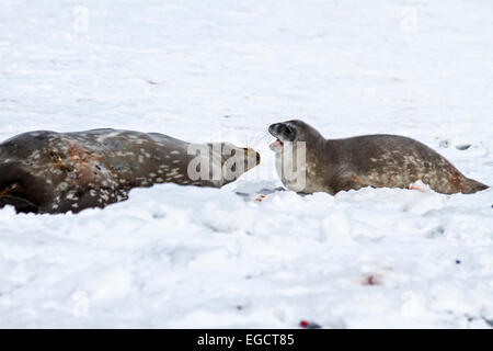 Le guarnizioni di tenuta di Weddell (Leptonychotes weddellii). Madre e pup giacente sul mare di ghiaccio. Le guarnizioni di tenuta di Weddell sono nati singolarmente. Essi hanno morbide hai Foto Stock