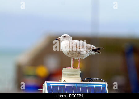 Aringa Gull,Clogherhead,Co.Louth, Irlanda Foto Stock