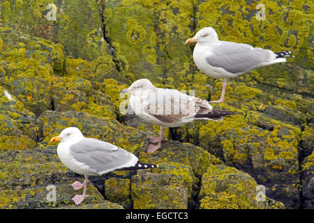 Gabbiani reali,Clogherhead,Co.Louth, Irlanda Foto Stock