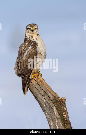 La poiana (Buteo buteo), bianco morph, appollaiato su un vecchio tronco di salice, Riserva della Biosfera Svevo, Baden-Württemberg, Germania Foto Stock