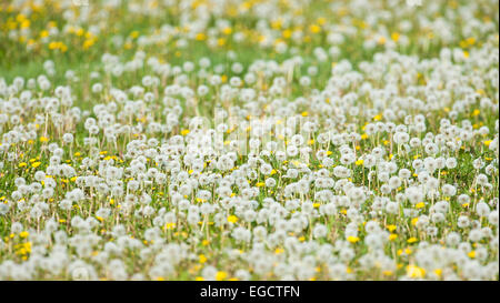 Tarassaco (Taraxacum officinale), teste di seme, tarassaco orologi e fiori, Turingia, Germania Foto Stock