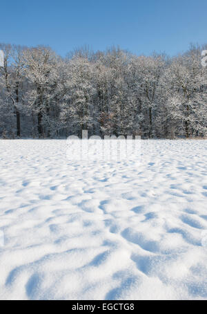 Coperte di neve alberi e una neve-coperte prato, Turingia, Germania Foto Stock