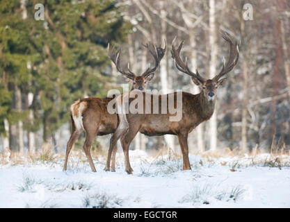 Il cervo (Cervus elaphus), cervi nella neve, captive, Bassa Sassonia, Germania Foto Stock