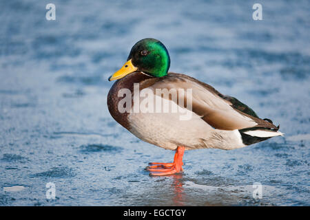 Il germano reale (Anas platyrhynchos), Drake, in piedi su un laghetto congelato, Turingia, Germania Foto Stock