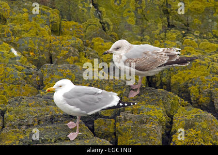 Gabbiani reali,Clogherhead,Co.Louth, Irlanda Foto Stock