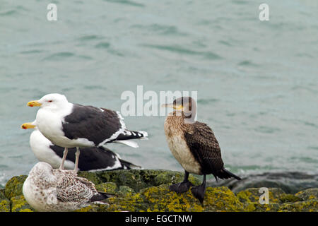 Sub cormorano adulto e grande nero appoggiato i gabbiani,Clogherhead,Co.Louth, Irlanda Foto Stock