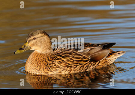 Il germano reale (Anas platyrhynchos), femmina, sull'acqua, Nord Reno-Westfalia, Germania Foto Stock