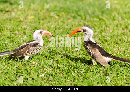 Maschio e femmina Red-Billed Hornbill (Tockus erythrorhynchus) nella motivazione della Senigambia hotel Kololi Gambia Foto Stock