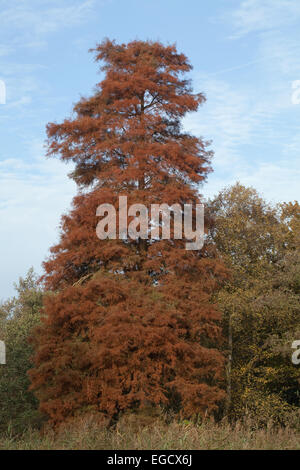 Swamp Cypress (Taxodium distichum). Foglie su un albero in Inghilterra. Colori autunnali, Novembre. Una specie introdotta. Foto Stock