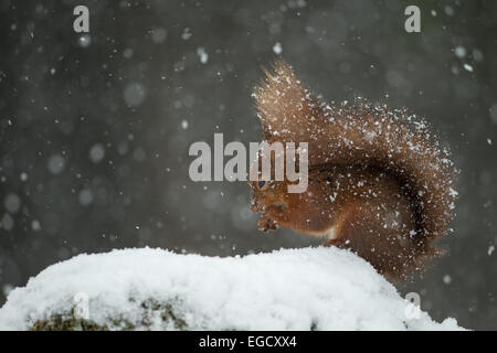 Scoiattolo rosso alimentazione su strade coperte di neve parete in Blizzard, Yorkshire Dales, REGNO UNITO Foto Stock