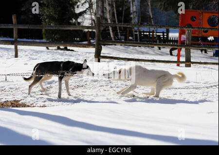 Il bianco e il nero siberian husky giocando con la catena prima di sleddog racing Foto Stock