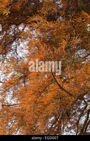 Swamp Cypress (Taxodium distichum). Autunno o la caduta delle foglie. Campione introdotto. Regno Unito. Calthorpe ampia. NNR. SSSI. RAMSAR. Foto Stock