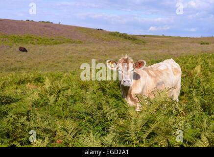 Carino vitello Jersey mucca con grandi orecchie in piedi in bracken in spazio aperto, New Forest, Hampshire, Regno Unito Foto Stock