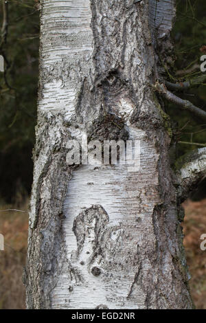 Roverella (Betulla Betula pubescens). Il tronco di un albero maturo. Calthorpe ampia. NNR. SSSI. Norfolk. Foto Stock