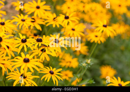 Rudbeckia in Beth Chatto Gardens, Colchester, Essex, Regno Unito Foto Stock