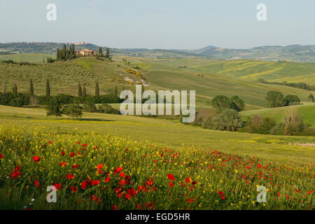 Tipico paesaggio toscano con hillls, country house, cipressi e di papavero, nei pressi di San Quirico d'Orcia, Val d'Orcia, Val d'Orcia, Sito Patrimonio Mondiale dell'UNESCO, provincia di Siena, Toscana, Italia, Europa Foto Stock