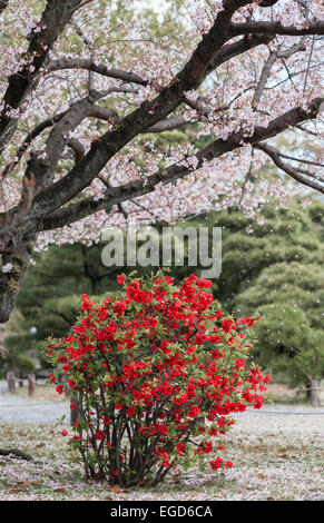 Petali di fiori di ciliegio che cadono su un rosso brillante Chaenomeles speciosa 'Nakai' (cotogna giapponese in fiore) in primavera nel giardino Shosei-en, Kyoto, Giappone Foto Stock