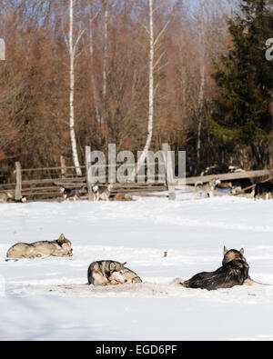 Siberian Husky di appoggio e di attesa per la gara di sleddog start Foto Stock