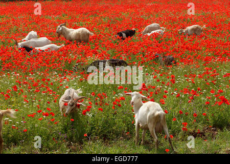 Capre in un papavero rosso campo, nei pressi di Massa Marittima, provincia di Grosseto, Toscana, Italia, Europa Foto Stock