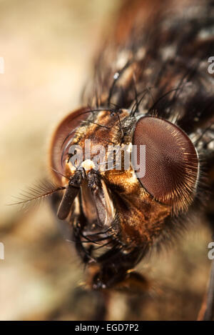 Testa di insetto macrofotografia Foto Stock
