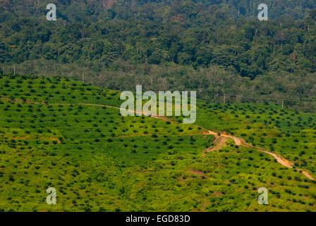 Palme da olio piantate di recente in un'area di piantagione, sullo sfondo di una foresta pluviale incontaminata a Langkat, Sumatra settentrionale, Indonesia. Foto Stock