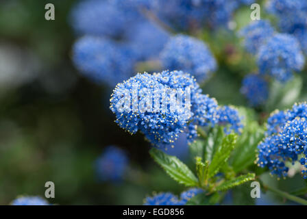 Ceanothus "i cieli italiani" Foto Stock