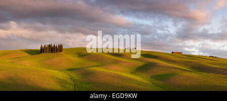 Colline Toscane della Val d'Orcia con Cypress Grove e il primo verde della molla nella luce della sera, San Quirico d'Orcia, Toscana, Italia Foto Stock