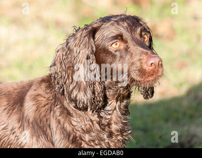 Close up shot facciale di un Cocker Spaniel REGNO UNITO Foto Stock