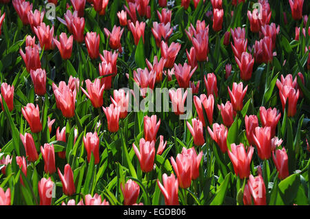 Close up di tulipani, Keukenhof vicino a Lisse, Paesi Bassi Foto Stock