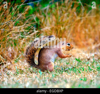 Forma non striata di massa (scoiattolo Xerus rutilus) Foto Stock