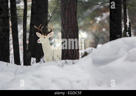 Giunzione di Boulder, Wisconsin, Stati Uniti d'America. 27 gennaio, 2015. Un tutto-white buck sorge in un woodlot in Wisconsin settentrionale. Una inusuale concentrazione di rari cervi si trovano nei pressi di questa piccola città dove gli animali sono localmente noto come ''ghost cervi. © Keith R. Crowley/ZUMA filo/Alamy Live News Foto Stock