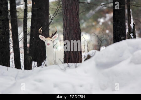 Giunzione di Boulder, Wisconsin, Stati Uniti d'America. 27 gennaio, 2015. Un tutto-white buck sorge in un woodlot in Wisconsin settentrionale. Una inusuale concentrazione di rari cervi si trovano nei pressi di questa piccola città dove gli animali sono localmente noto come ''ghost cervi. © Keith R. Crowley/ZUMA filo/Alamy Live News Foto Stock