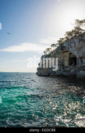 Alberi di pino e di costa vicino a Cala Portals Vells, vicino a Palma de Mallorca, Maiorca, SPAGNA Foto Stock