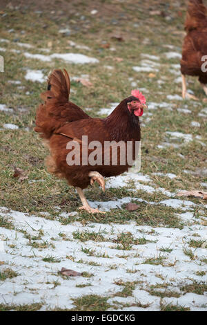 La Rhode Island red backyard polli rovistando nella fusione della neve con erba bloccata.