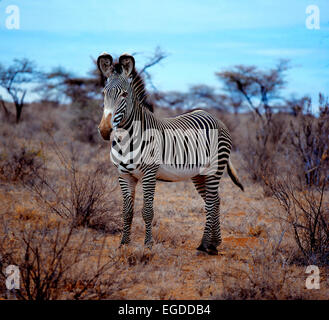 Di Grevy Zebra (Equus grevyi) in spinoso di bussola a secco Foto Stock