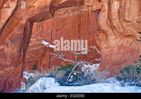 Pino Arch nel Parco Nazionale Arches durante l'inverno, Utah, Stati Uniti. Foto Stock