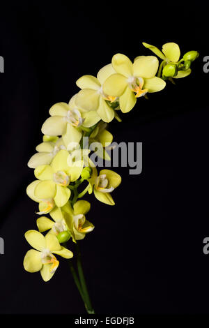 Giallo Phalaenopsis Taida sorriso verde poco Moth orchid hybrid fiore su sfondo nero Foto Stock