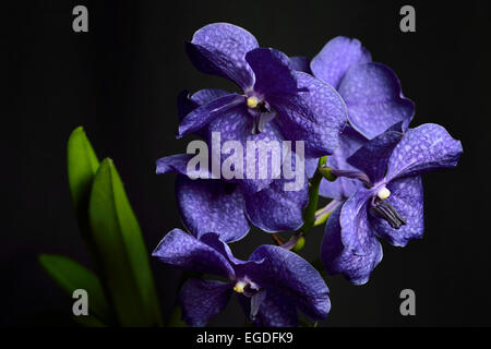 Blu scuro pachara vanda delizia ibrido di fiori di orchidea su sfondo nero Foto Stock