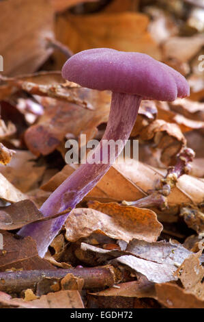 Amethyst deceiver fungo (Laccaria amethystina / Laccaria amethystea) tra foglie di autunno sul suolo della foresta Foto Stock