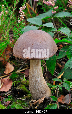 Rough-derivava bolete / scaber deviosgancio / birch bolete (Leccinum scabrum) Foto Stock