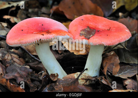 Il sickener / Emetici Russulas / vomito (Russula emetica Russula) tra foglie di autunno nella foresta di faggio Foto Stock