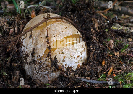 Comuni / stinkhorn dickes-nipes a uova immature stadio (Phallus impudicus) chiamato diavolo o streghe' uovo Foto Stock