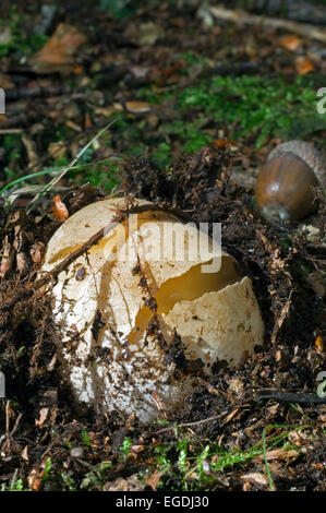 Comuni / stinkhorn dickes-nipes a uova immature stadio (Phallus impudicus) chiamato diavolo o streghe' uovo Foto Stock