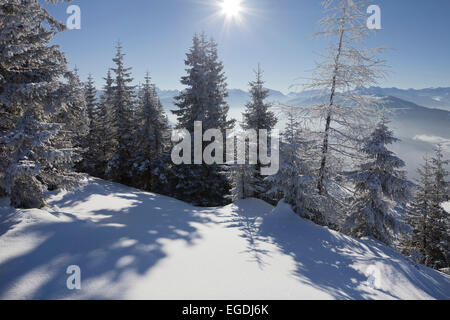 La foresta di conifere su Rossbrand, Land Salisburgo, Austria Foto Stock