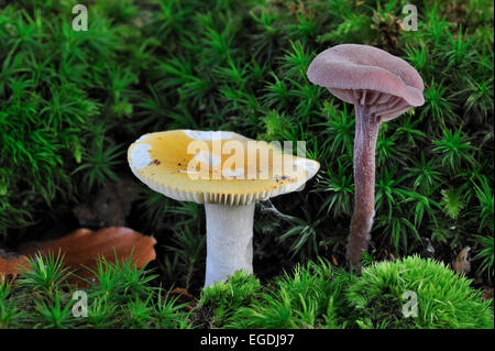 Ocra brittlegill / comune giallo (russula Russula ochroleuca) e ametista deceiver fungo (Laccaria amethystina) tra il muschio Foto Stock