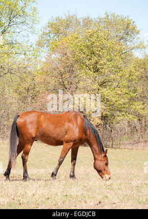 La baia rossa cavallo in primavera precoce dei pascoli Foto Stock