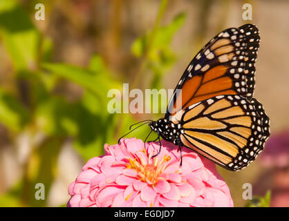 Danaus plexippus, migrazione di farfalla monarca alimentazione su un fiore Foto Stock