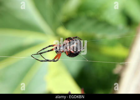 Un Orb Weaver Spider sospeso in una ragnatela in un campo in Cotacachi, Ecuador Foto Stock
